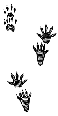 Следы енота картинки