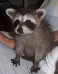 raccoon ashley 2