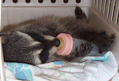 raccoon baby with his bottle 1