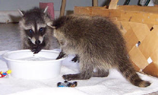 raccoons JJJ water 3