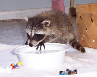 raccoons JJJ water 4